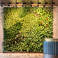 Living Wall at the DOUGLAS, Vancouver, BC